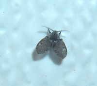 A small black fly with leaf-shaped wings.
