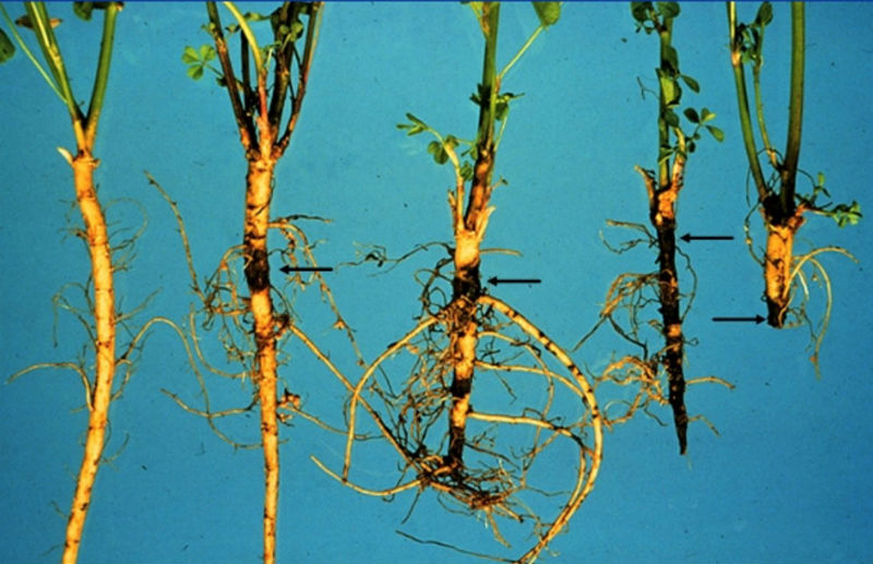 five alfalfa tap rots with dark sections of root rot.