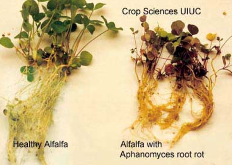 side-by-side healthy and diseased alfalfa plants.