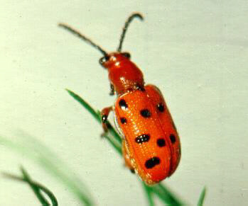 Bright orange beetle with black spots on a blade of grass.