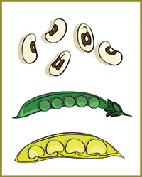 Diagram of vegetables in the bean family.
