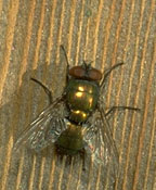 Close up of a copper-colored blow fly on a table.
