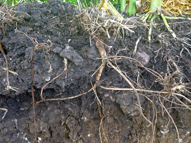 Side cut-a-way view of soil with cover crops roots exposed.