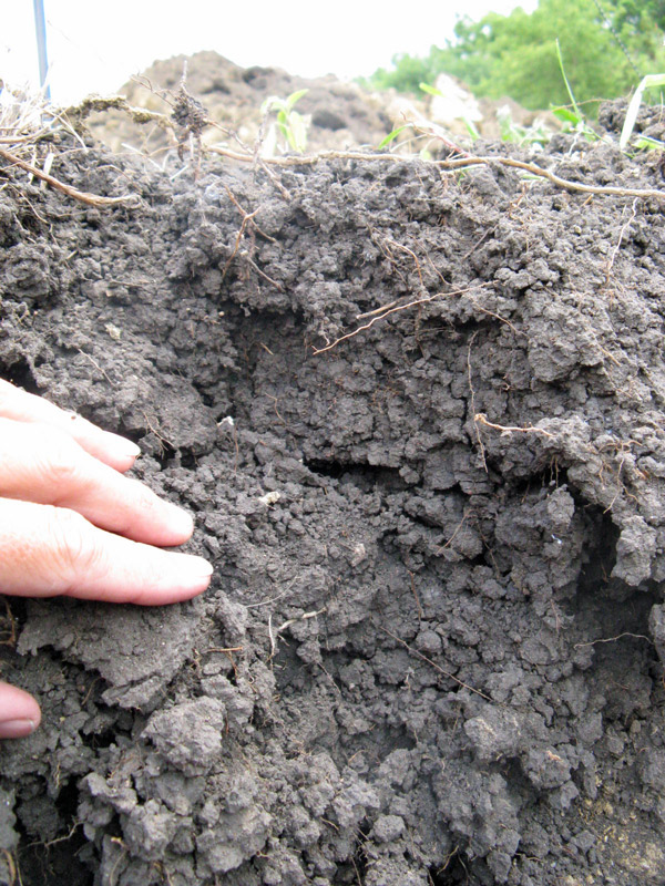 side view of well aggregated soil with small cracks and openings throughout.