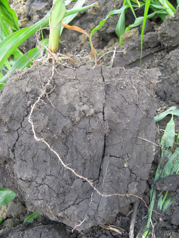 side view of soil that is solid and compacted
