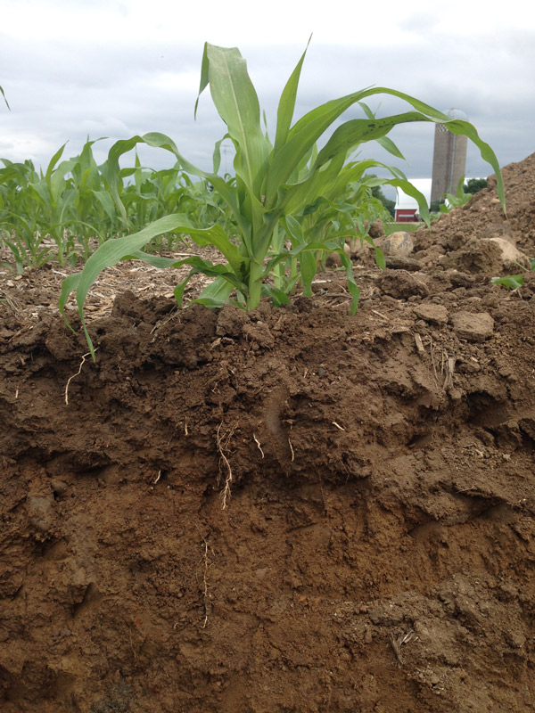 side view of soil that is reddish brown with corn growing from it.