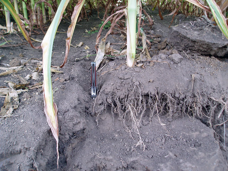 close up of corn roots in soil where roots only grew to a depth of 3 inches