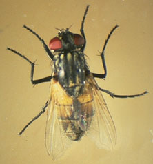 Close up of a common house fly.