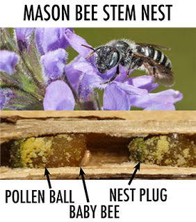Photo of mason bee on a flower over a stem nest with labels pointing out the pollen ball, baby bee and nest plug.