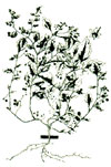 An illustration of a nightshade plant