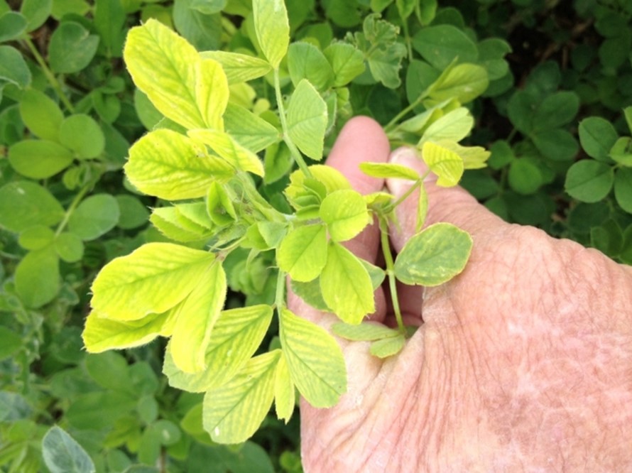hand holding a stem of pale green-yellow alfalfa leaves.