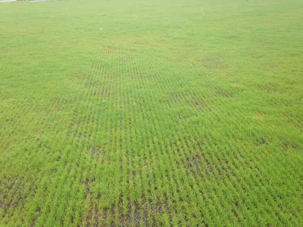 Rows of new turfgrass seedlings; soil is still visible in areas.