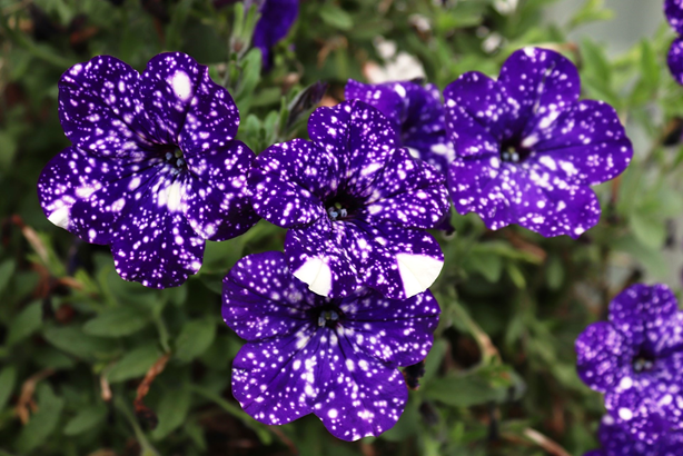 Purple petunia flowers with white polka dots and splotches