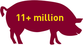 pig icon with text "11+ million"