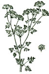 An illustration of a poison hemlock