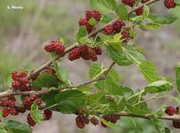 A red mulberry branch with berries and leaves.