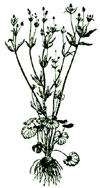 An illustration of a buttercup plant