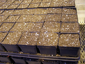 Stacks of square plastic seed-starter pots filled with vermiculite.