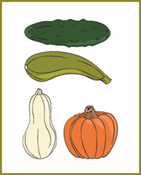 Diagram of four vegetables in the squash family: cucumber, zucchini, butternut squash and pumpkin.