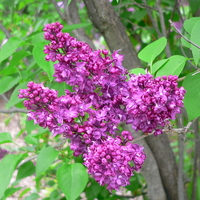Purple flowers of S. vulgaris 'Charles Joly'