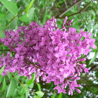 Purple flowers of S. xchinensis 'Saugeana'
