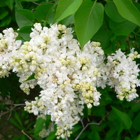 White flowers of S. vulgaris 'Mme. Lemoine'