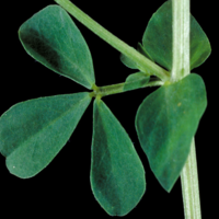 A close-up of a leaf with five leaflets.