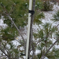 Rigid material attached to the main stem of a tree.