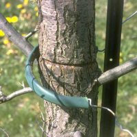 Wire in hose causing stem girdling.
