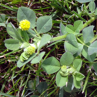 Plant with small yellow flowers.