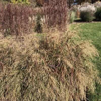 White and purple grass in foreground and dark purple 6-foot grass in background.