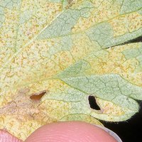 Orange dots on the under side of a leaf
