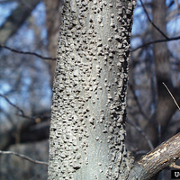 Gray warty bark of a common hackberry tree.