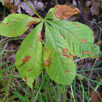 brown spots and wilted areas on five-leaf cluster lying on grass