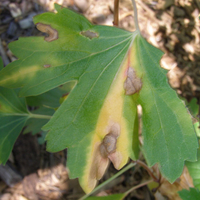 leaf with yellow streak and large brown blotches and edges