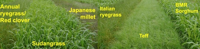 Alternative forage crops 