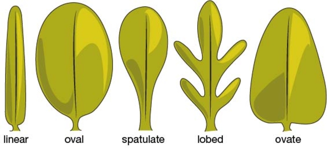 Cotyledon and leaf shapes