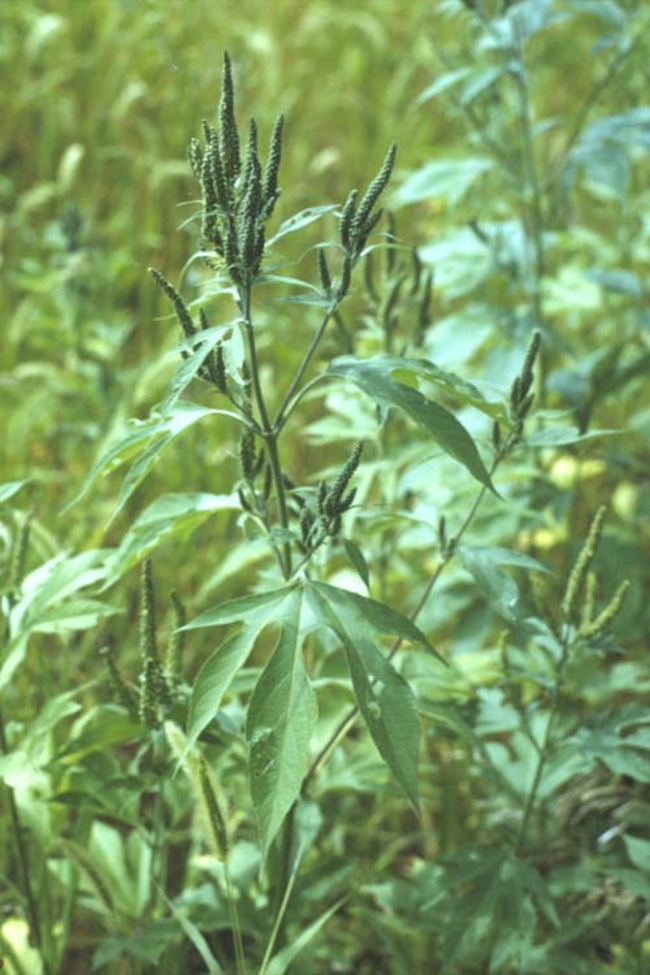 Giant ragweed in a field