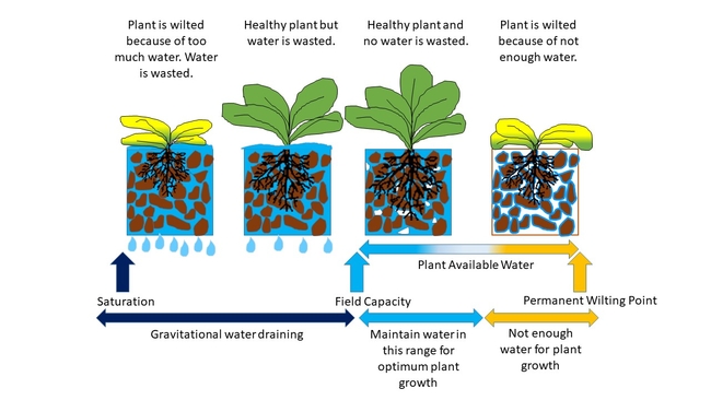 soil water and plant relationships