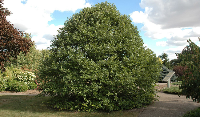 Fox Valley river birch is a small shrub-like tree with a rounded compact shape