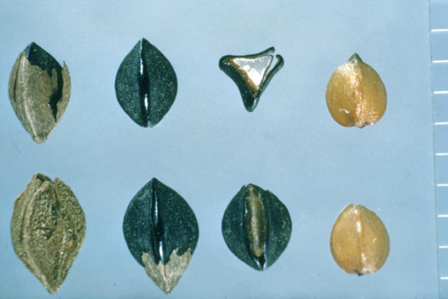 Wild buckwheat’s triangular seeds: Shows eight seeds of slightly different sizes and colors. 