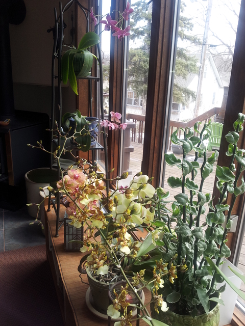 Several healthy, green plants placed next to a bright window