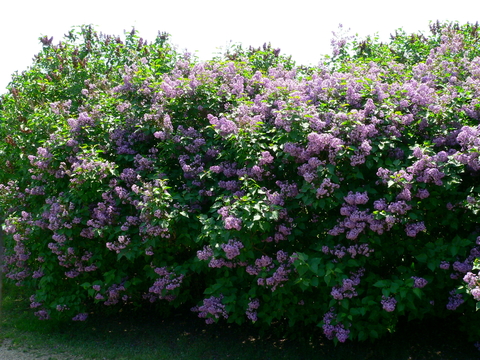 Large lilac bush with purple flowers.