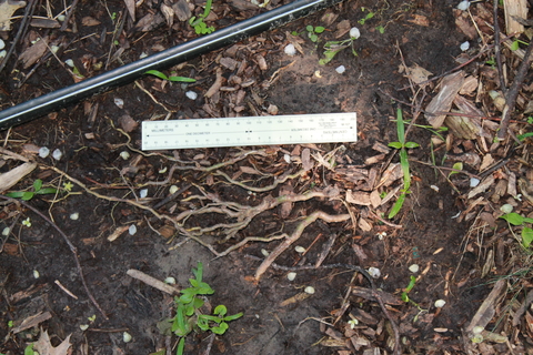 Measuring ruler next to lateral roots of Actinidia plant on the ground, showing root length in millimeters and centimeters.
