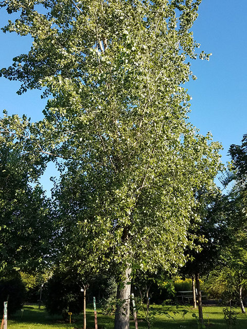 Tall, thin tree in a yard with other, shorter trees around it.
