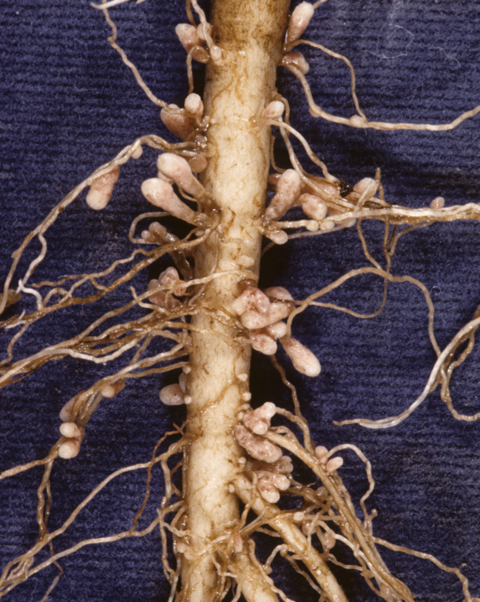 Well-nodulated roots shown on red clover