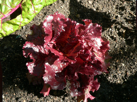 Red flame lettuce plant growing in garden