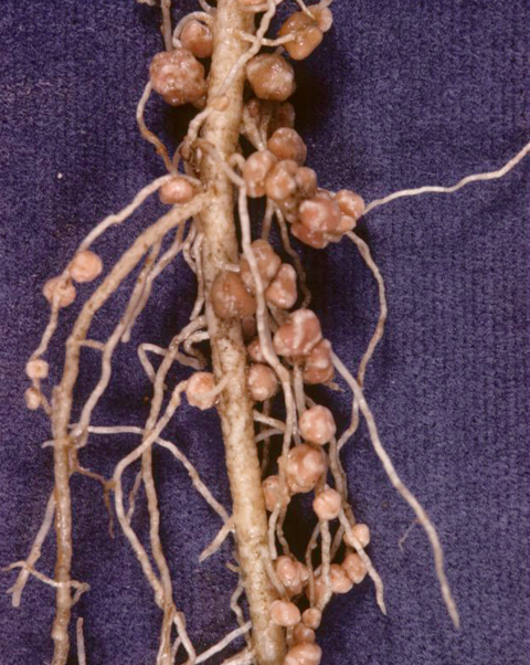 Well-nodulated roots