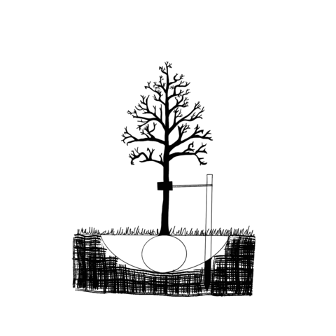 Black and white diagram showing one stake attached two-thirds up a tree stem