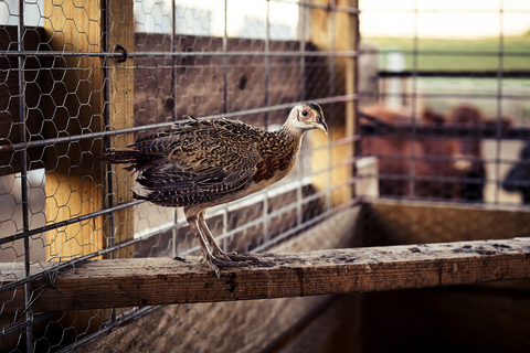Pheasant in coop